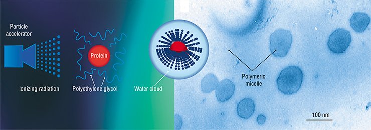 The PEGylation according to the technology of electron beam synthesis allows up to 60 polyethylene glycol molecules to bind with one molecule of therapeutic protein versus a one-to-one variant in the case of chemical PEGylation. Since each PEG molecule attracts several water molecules, the formed particle is surrounded by a “water cloud”. Figure shows a polymeric micelle produced by electron beam immobilization of granulocyte colony-stimulating factor on polyethylene glycol. Electron microscopy