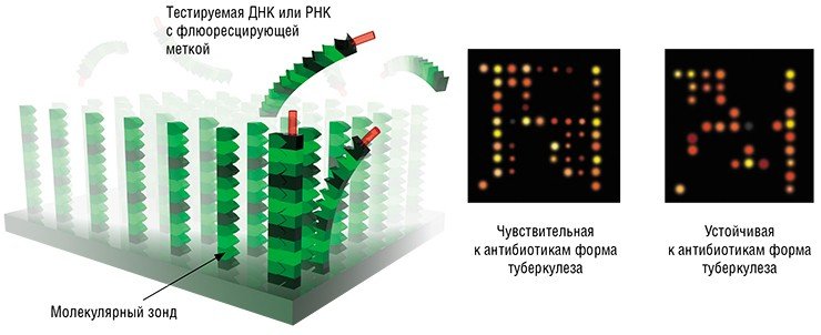 Биочипы представляют собой матрицу из множества ячеек, каждая из которых содержит молекулярные зонды, способные специфично связываться с определенной биологической молекулой или ее фрагментом (например, последовательностью ДНК). Для фиксирования факта взаимодействия анализируемый образец до инкубации метится флуоресцентной меткой. По картине свечения можно определить наличие (или отсутствие) искомых молекул в образце, при том что один биочип может нести множество разнообразных молекулярных зондов. Вверху – созданный в Институте молекулярной биологии им. Энгельгардта (Москва) микрочип для диагностики форм туберкулеза, предназначенный для выявления устойчивых к стандартным антибиотикам рифампицину и изониазиду. По: (Синяков, 2007)
