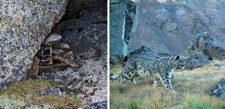 Автоматические фотокамеры устанавливались либо на скальных выступах, либо привязывались ремнями к деревьям, но чаще всего для установки фотоловушек сооружались небольшие подставки из камней. Всего было получено 125762 кадра, из них на 13911 были изображения диких животных, на 6876 – домашнего скота и на 7336 – людей. Ирбиса удалось «поймать» на 317 кадрах 