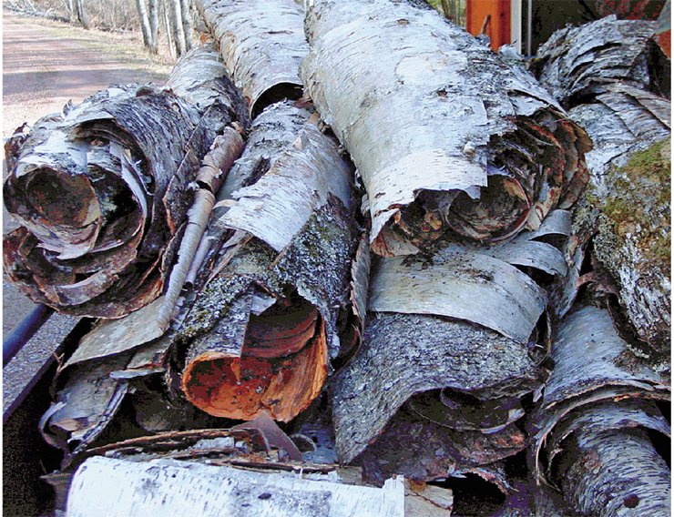 A white-bark birch tree, a recognized symbol of Russia, owes the unusual color of its trunk to betulin, a resinous organic substance filling the cells of the birch bark cork. Well-known from olden times for its medicinal properties, betulin has been found in many plants (hazel, calendula, licorice, and others); however, the bark of the white birch (Betula alba) has the highest content (10—35 %) of betulin. Plants synthesize betulin for protection against various adverse environmental factors, which suggests a diversity of its biological effects A white-bark birch tree, a recognized symbol of Russia, owes the unusual color of its trunk to betulin, a resinous organic substance filling the cells of the birch bark cork. Well-known from olden times for its medicinal properties, betulin has been found in many plants (hazel, calendula, licorice, and others); however, the bark of the white birch (Betula alba) has the highest content (10—35 %) of betulin. Plants synthesize betulin for protection against various adverse environmental factors, which suggests a diversity of its biological effects
