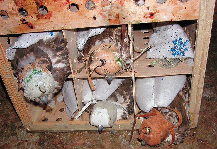 These poached saker falcons were seized during transportation in the city of Kant (Chui region, Kyrgyzstan). 2004. Photo by A. Kovshar