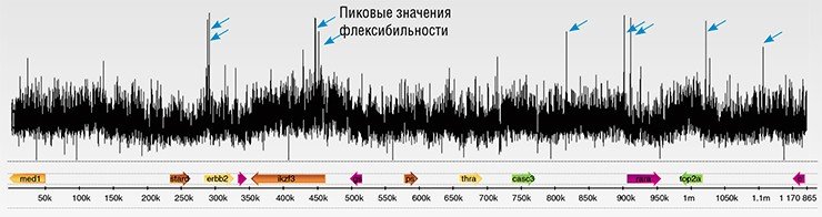 Программа UGENE была использована для оценки степени флексибильности ДНК и обнаружения в ней потенциальных мест цепочечных разрывов ДНК, которые связаны с образованием рака молочной железы. Анализ выполнен на участке нуклеотидной последовательности 18-й хромосомы человека, включающем семь генов (база данных GenBank). Данные Н. Ю. Маценко (НИИМББ СО РАМН, Новосибирск) Программа UGENE была использована для оценки степени флексибильности ДНК и обнаружения в ней потенциальных мест цепочечных разрывов ДНК, которые связаны с образованием рака молочной железы. Анализ выполнен на участке нуклеотидной последовательности 18-й хромосомы человека, включающем семь генов (база данных GenBank). Данные Н. Ю. Маценко (НИИМББ СО РАМН, Новосибирск)