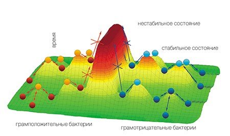 Теорию пластичности геномов и стабильных состояний (Repin et al., 2001) можно упрощенно проиллюстрировать схемой, где шарики обозначают популяции клеток, а ямки – изменяющиеся по времени экологические ниши. Попав в нестабильные условия (на верх бугорка), клетки неизбежно со временем перейдут в то или иное стабильное состояние. Если «барьер» значителен, то попасть из одного состояния в другое можно только через несколько актов перехода