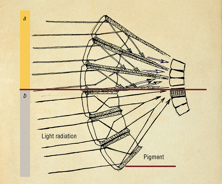 The eyes of insects leading a crepuscular or nocturnal lifestyle are distinguished by special scotopic ommatidia. The pigments of their shield cells are able to migrate: (a) they spread evenly under sufficient light or (b) accumulate in the upper part of the cells under insufficient light. As a result, in the dark, light radiation from one ommatidium can reach the receptor cells of neighboring ommatidia. Drawing by N. Kryukova