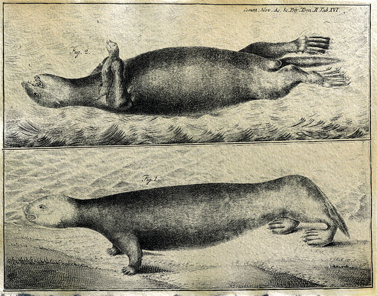 In Kamchatka, Steller collected a huge amount of material not only on botany but also on zoology, as well as on the culture and life of the aboriginal population. In a separate work, published a decade after his death, he described in detail the little-known marine animals hunted in the sea from Kamchatka to the Kuril Islands. These include the sea otter, a predatory mammal in the mustelid family with the most valuable fur. Drawing from the book De Bestiis Marinis (The Beasts of the Sea) (1751) by G. W. Steller. Public Domain In Kamchatka, Steller collected a huge amount of material not only on botany but also on zoology, as well as on the culture and life of the aboriginal population. In a separate work, published a decade after his death, he described in detail the little-known marine animals hunted in the sea from Kamchatka to the Kuril Islands. These include the sea otter, a predatory mammal in the mustelid family with the most valuable fur. Drawing from the book De Bestiis Marinis (The Beasts of the Sea) (1751) by G. W. Steller. Public Domain