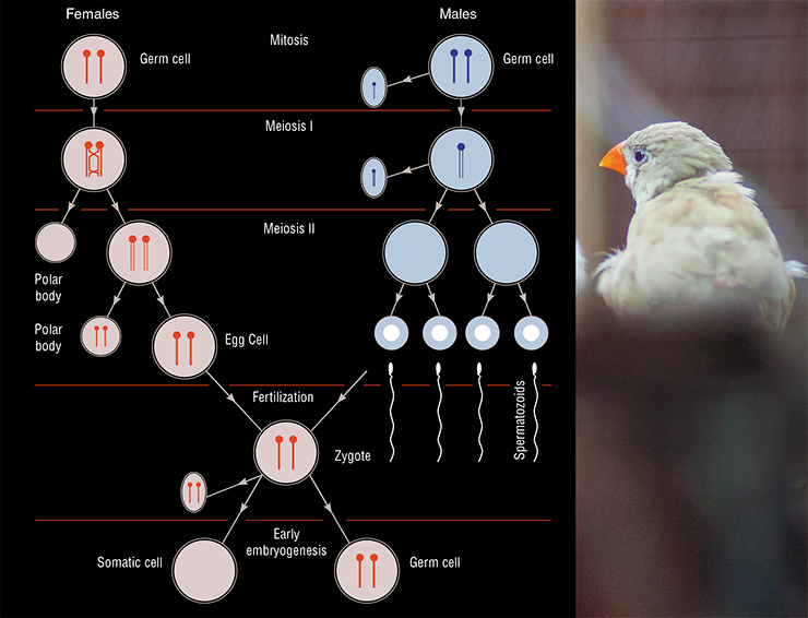An alternative explanation of the presence of the GRC in bird germ cells: both males and females inherit a single or two copies of the GRC from their mothers. Females that have inherited two copies carry it throughout their lives and pass it on to their progeny. Males with two copies often lose one of them in the course of cell generations. They lose the other one during the first meiotic division An alternative explanation of the presence of the GRC in bird germ cells: both males and females inherit a single or two copies of the GRC from their mothers. Females that have inherited two copies carry it throughout their lives and pass it on to their progeny. Males with two copies often lose one of them in the course of cell generations. They lose the other one during the first meiotic division
