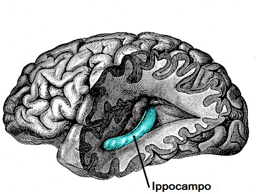 Гиппокамп. Рис. Г. В. Картера из кн. Г. Грея «Anatomy of the Human Body» (1918). Public Domain Гиппокамп. Рис. Г. В. Картера из кн. Г. Грея «Anatomy of the Human Body» (1918). Public Domain