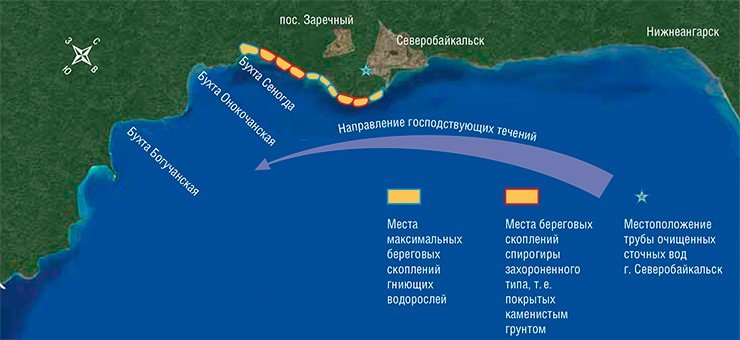 Визуальное обследование побережья северной котловины озера в сентябре–октябре 2013 г. показало, что гигантские скопления отмирающих водорослей приурочены к устью р. Тыя, а также к десятикилометровой прибрежной зоне, простирающейся в западном направлении от устья. Участок побережья от г. Нижнеангарск до г. Северобайкальск оказался свободным от каких-либо береговых скоплений водорослей-спирогир. Схема выполнена О. Тимошкиным и Е. Зайцевой