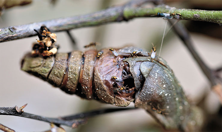 Parasitoid wasps, which have completed their development cycle in an insect pupa, are emerging from their dead host. © CC BY-SA 2.0 / karen johns Parasitoid wasps, which have completed their development cycle in an insect pupa, are emerging from their dead host. © CC BY-SA 2.0 / karen johns