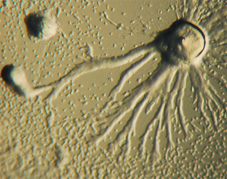 Aggregation of unicellular amoebae of D. discoideum slime mould into a multicellular structure. Image credit: Bruno in Columbus/Public Domain 