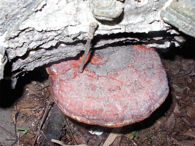 Трутовик окаймленный или сосновый (Fomitopsis pinicola) используется в народной медицине благодаря своим кровоостанавливающим, противовоспалительным и противоопухолевым свойствам, а также как слабительное средство
