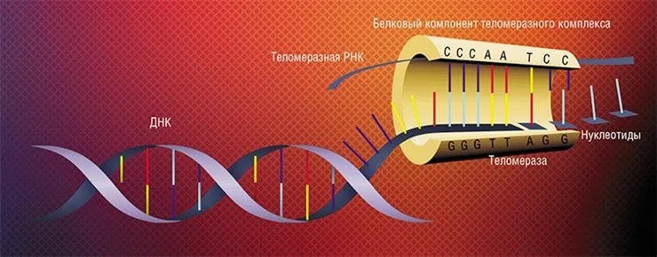 Теломераза содержит короткую молекулу РНК, комплементарную участку теломеры. При связывании с теломерой эта РНК используется как матрица для последовательного синтеза цепи всей теломерной ДНК. Вторая цепь ДНК достраивается в ходе следующего деления клетки Теломераза содержит короткую молекулу РНК, комплементарную участку теломеры. При связывании с теломерой эта РНК используется как матрица для последовательного синтеза цепи всей теломерной ДНК. Вторая цепь ДНК достраивается в ходе следующего деления клетки