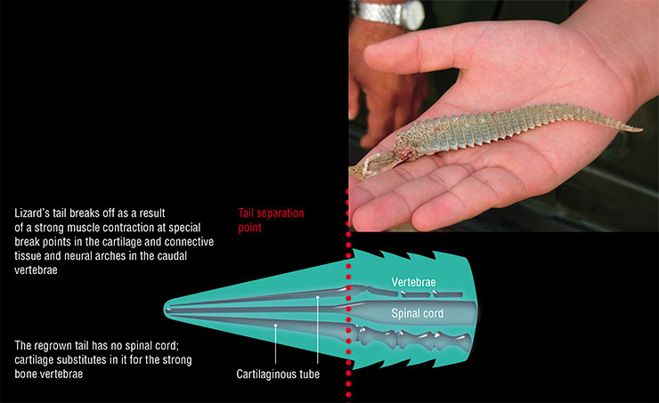 Many lizards are capable of such a distraction maneuver as casting off their tail, often more brightly colored then the rest of the body. The newly grown tail usually has a different color and shape. Lizards cannot fully regenerate the tail because their neural stem cells have lost the ability to differentiate into full-fledged neurons. However, when scientists transplanted salamander stem cells into geckos, they found working neurons in the regrown tails (Sun et al., 2018). On the right is the tail of Uromastyx hardwickii, a sharp-tailed lizard, the prey of a laggar falcon. India. © CC BY-SA 2.5/ AshLin Many lizards are capable of such a distraction maneuver as casting off their tail, often more brightly colored then the rest of the body. The newly grown tail usually has a different color and shape. Lizards cannot fully regenerate the tail because their neural stem cells have lost the ability to differentiate into full-fledged neurons. However, when scientists transplanted salamander stem cells into geckos, they found working neurons in the regrown tails (Sun et al., 2018). On the right is the tail of Uromastyx hardwickii, a sharp-tailed lizard, the prey of a laggar falcon. India. © CC BY-SA 2.5/ AshLin
