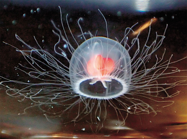 Turritopsis rubra – ближайшая родственница крошечной «бессмертной медузы» T. dohrnii, которая способна жить практически вечно, периодически возвращаясь на более молодую стадию полипа. Умеет ли и эта медуза вытворять такие фокусы, пока неизвестно. © CC BY-SA 4.0 / Tony Wills Turritopsis rubra – ближайшая родственница крошечной «бессмертной медузы» T. dohrnii, которая способна жить практически вечно, периодически возвращаясь на более молодую стадию полипа. Умеет ли и эта медуза вытворять такие фокусы, пока неизвестно. © CC BY-SA 4.0 / Tony Wills
