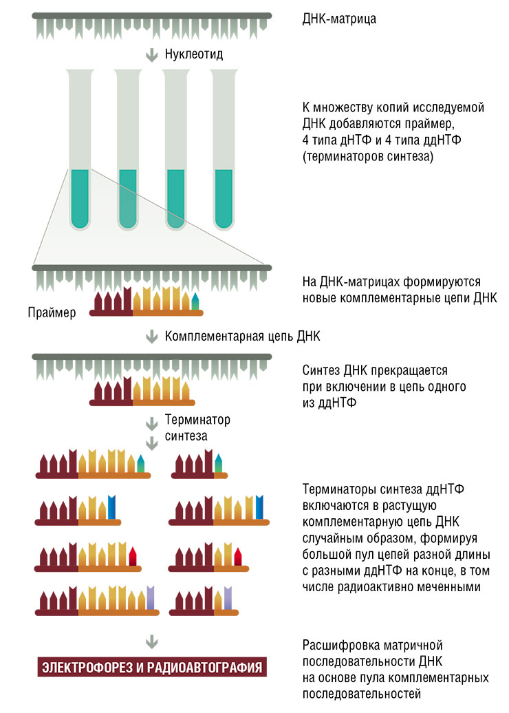 Секвенирование однонитчатой ДНК по Сэнгеру начинается с присоединения к ней праймера – стартового фрагмента. Реакционная смесь с тестируемой ДНК и 4 «буквами»-дезоксинуклеозидтрифосфатами (дНТФ: дАТФ, дЦТФ, дГТФ и дТТФ) переносится в 4 пробирки, в каждую из них добавляются испорченные «буквы»-дидезоксинуклеозидтрифосфаты (ддНТФ: ддАТФ, ддСТФ, ддГТФ и ддТТФ), из которых лишь один мечен радиоактивным изотопом фосфора. В пробирках на основе явления комплементарности происходит удлинение праймера в соответствии с последовательностью матричной ДНК. Когда в растущую цепь включается испорченная «буква», цепь не может дальше удлиняться. В итоге в каждой пробирке образуется популяция радиоактивно меченных фрагментов ДНК с общим началом (праймер), но с разными концами. Эту ДНК денатурируют, подвергают электрофорезу в секвенирующем геле и анализируют с помощью радиоавтографии