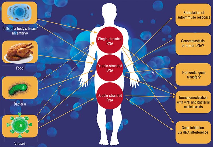 As of today, it is proved that nucleic acids are not “locked up” inside cells and that manifold nucleic acids of both exogenous and endogenous origins migrate through the human’s blood circulation system. Depending on the origin and type of circulation, these nucleic acids cause different  biological effects manifesting themselves at the level of the organism as a whole
