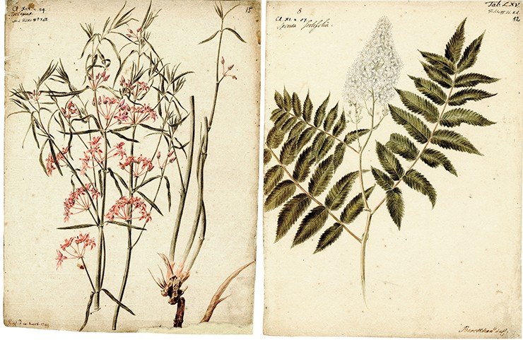 Слева: Asclepias (ваточник). Рисунок И. Х. Беркхана к 4-му тому «Flora Sibirica» И. Г. Гмелина (1769). Акварель, карандаш. СПФ АРАН. Р. I. Оп. 105. Д. 22. Л. 15. Справа: Spiraea Sorbifolia (рябинник). И. Г. Гмелин прислал семена рябинника в Петербург, и они были высеяны в Ботаническом саду. Впоследствии кустарник был распространен по всей России. Рисунок И. Х. Беркхана к 3-му тому «Flora Sibirica» И. Г. Гмелина (1769). Акварель, карандаш. СПФ АРАН. Р. I. Оп. 105. Д. 22. Л. 12
