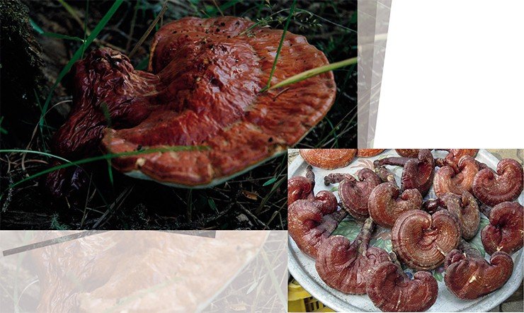 Знаменитый трутовик лакированный (Ganoderma lucidum), или рейши – настоящий «женьшень» среди грибов, используется в традиционной восточной медицине на протяжении более двух тысячелетий. На фото – плодовые тела рейши в природных условиях и на рынке в Южной Корее Знаменитый трутовик лакированный (Ganoderma lucidum), или рейши – настоящий «женьшень» среди грибов, используется в традиционной восточной медицине на протяжении более двух тысячелетий. На фото – плодовые тела рейши в природных условиях и на рынке в Южной Корее