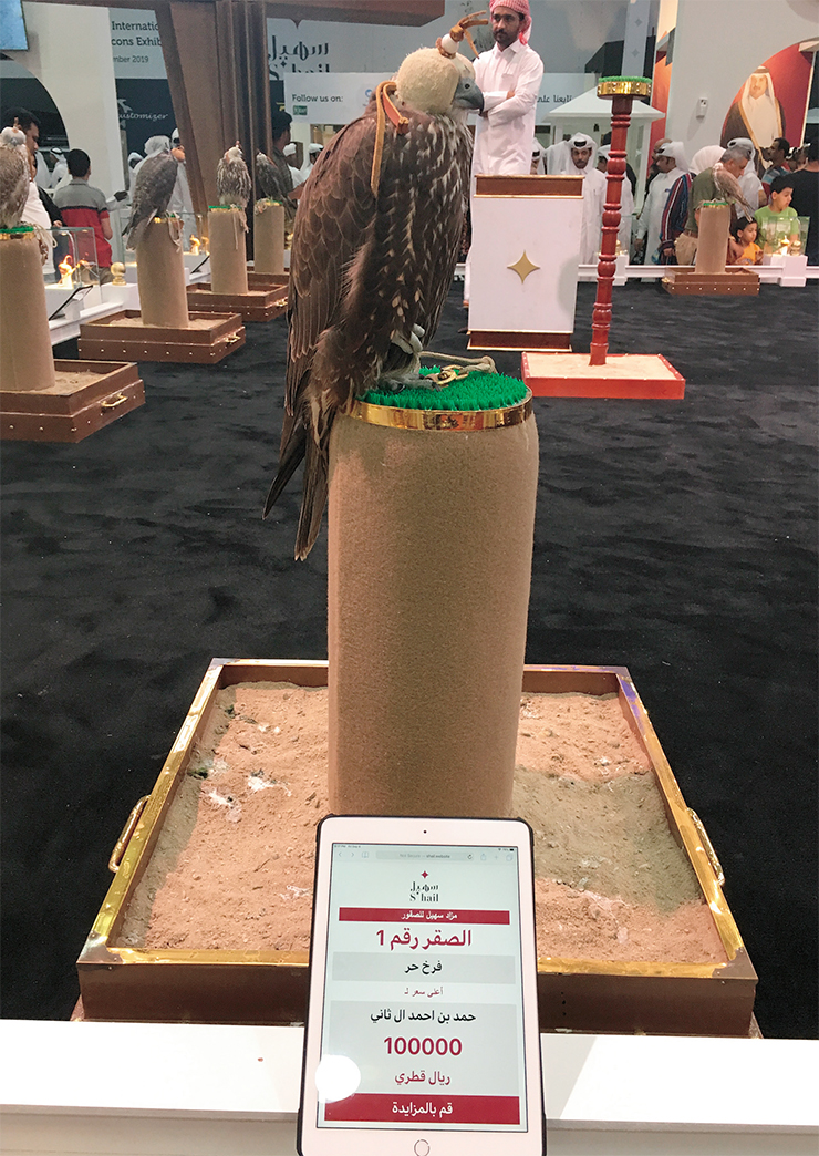 Saker falcon at a raptor auction in the Emirate of Qatar. September 2019. Photo by N. Ongarbaev