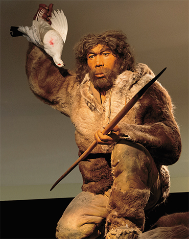Неандерталец (Homo neanderthalensis) жил около 400–30 тыс. лет назад. Объем мозга 1400–1740 см³. Из-за более короткого шага тратил на передвижение на треть больше энергии, чем современный человек, преимущественно мясоед. Рейнский краеведческий музей (Германия). ©CC-BY-SA-4.0