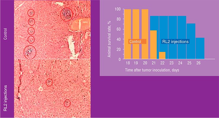 RL2 protein injections to the laboratory mice with inoculated hepatoma increased their lifespan (above). Histological examination of the liver of a sick mouse demonstrates that treatment with RL2 considerably reduces the area of metastases RL2 protein injections to the laboratory mice with inoculated hepatoma increased their lifespan (above). Histological examination of the liver of a sick mouse demonstrates that treatment with RL2 considerably reduces the area of metastases