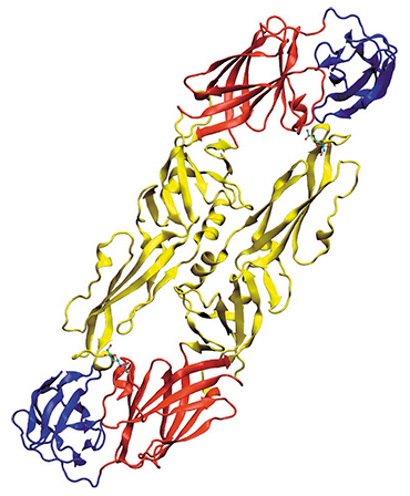 Transmembrane protein E of the TBEV envelope plays a key role at the initial stages of infection, mediating the interaction with the target cell receptors. Gene E sequence analysis is used to detect genetic diversity among TBEV strains. Above: general view of the dimer for the protruding part of the protein E “spine.” © Starless