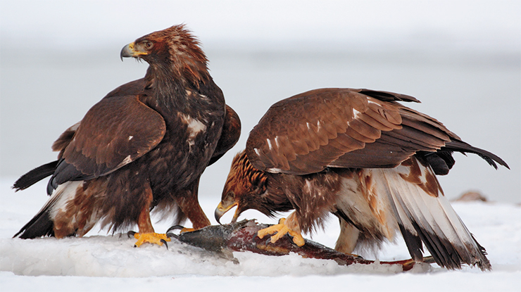 The golden eagle’s common prey is birds, ground squirrels, and hares. They cannot get fish out of the water, though it does not prevent them from relishing spawned-out salmon. Forming a close-knit team, they take away prey from their bigger rivals, Steller’s sea eagles. In the photo: a golden eagle couple having a meal The golden eagle’s common prey is birds, ground squirrels, and hares. They cannot get fish out of the water, though it does not prevent them from relishing spawned-out salmon. Forming a close-knit team, they take away prey from their bigger rivals, Steller’s sea eagles. In the photo: a golden eagle couple having a meal