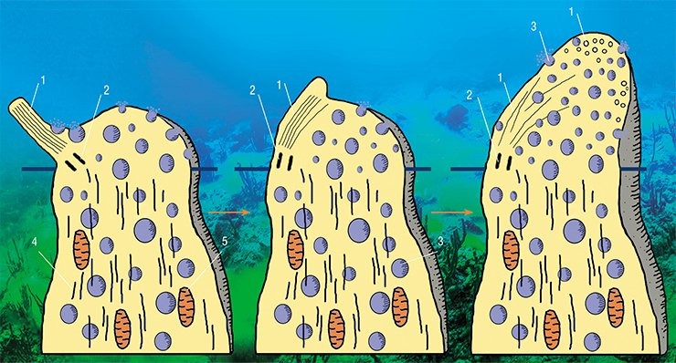 Schematic illustration of successive stages in the restructuring of the chemoreceptor cell top in yellowfin Baikal sculpins when it is switched to dendritic neurosecretion: 1 – cilia microtubules; 2 – basal bodies; 3 – secretory vesicles; 4 – dendrite microtubules; 5 - mitochondria Schematic illustration of successive stages in the restructuring of the chemoreceptor cell top in yellowfin Baikal sculpins when it is switched to dendritic neurosecretion: 1 – cilia microtubules; 2 – basal bodies; 3 – secretory vesicles; 4 – dendrite microtubules; 5 - mitochondria