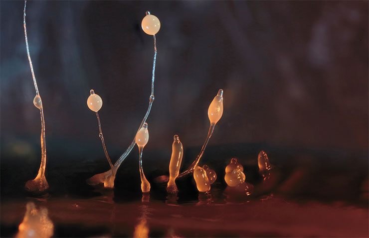 Formation of fruiting bodies of D. discoideum, a multicellular slime mould. © CC BY-SA 4.0 /Usman Bashir Formation of fruiting bodies of D. discoideum, a multicellular slime mould. © CC BY-SA 4.0 /Usman Bashir