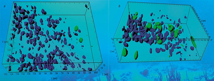 In comparison with (a) the control conditions, there is enhancement of programmed cell death in the olfactory epithelium of the pearl gourami (T. leeri) (b) after a prolonged chemical stimulation with a heterogeneous mixture of amino acids and peptides. Click-iT® TUNEL; the nuclei of dead cells are colored with Alexa Fluor (green); those of viable cells, with Hoechst (blue); confocal microscopy; 3D-reconstruction In comparison with (a) the control conditions, there is enhancement of programmed cell death in the olfactory epithelium of the pearl gourami (T. leeri) (b) after a prolonged chemical stimulation with a heterogeneous mixture of amino acids and peptides. Click-iT® TUNEL; the nuclei of dead cells are colored with Alexa Fluor (green); those of viable cells, with Hoechst (blue); confocal microscopy; 3D-reconstruction
