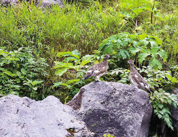 On its way, our expedition encountered a family of grey partridges, which posed fearlessly in front of our cameras On its way, our expedition encountered a family of grey partridges, which posed fearlessly in front of our cameras