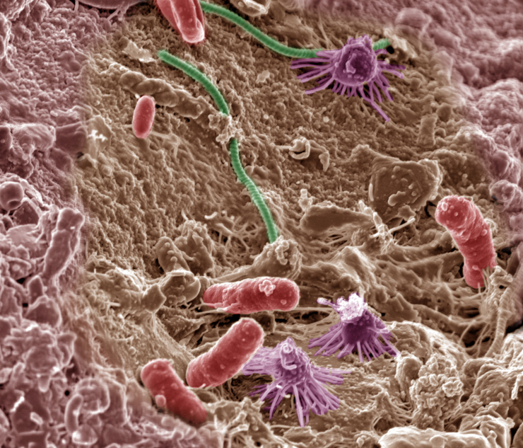 Почвенные микробы. ©CC BY-NC-SA 2.0/ Pacific Northwest National Laboratory Почвенные микробы. ©CC BY-NC-SA 2.0/ Pacific Northwest National Laboratory