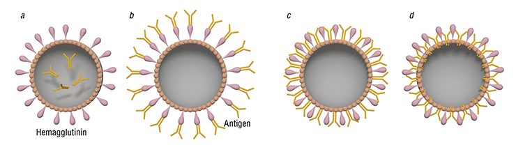 The flu virus is the most commonly used virus for the production of virosome-based vaccines. The reason lies in the ability of its hemagglutinin proteins to bind the sialic acid on the surface of antigen-presenting cells. The main function of these cells consists in uptake and presentation of foreign proteins to lymphocytes, which are responsible for the development of immune response and the consequent formation of the body’s immune memory. If a virosome contains a foreign antigen, the antigen will be delivered into antigen-presenting cells, and the body can form lasting resistance to the pathogen. Below – variants of packing antigens into flu virus-based virosomes: a – inside the virosome; b – as a complex with hemagglutinins; c – adsorbed on the membrane; d – embedded in the lipid layer The flu virus is the most commonly used virus for the production of virosome-based vaccines. The reason lies in the ability of its hemagglutinin proteins to bind the sialic acid on the surface of antigen-presenting cells. The main function of these cells consists in uptake and presentation of foreign proteins to lymphocytes, which are responsible for the development of immune response and the consequent formation of the body’s immune memory. If a virosome contains a foreign antigen, the antigen will be delivered into antigen-presenting cells, and the body can form lasting resistance to the pathogen. Below – variants of packing antigens into flu virus-based virosomes: a – inside the virosome; b – as a complex with hemagglutinins; c – adsorbed on the membrane; d – embedded in the lipid layer