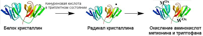 Молекула, поглотившая квант света, может переходить в реакционное триплетное состояние, вступать в реакцию с белками хрусталика и «отбирать» электрон у какой-либо аминокислоты, то есть, окислять ее. Мᴼˣ – окисленный метионин, Wᴼˣ – окисленный триптофан)