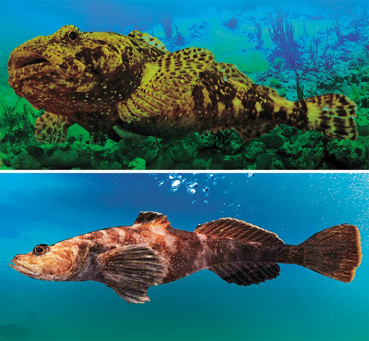 Top to bottom: longfin Baikal sculpin (Cottocomephorus inermis Yakovlev, 1890); red Baikal sculpin (Procottus major Taliev, 1944); bighead sculpin (Batrachocottus baicalensis Dybowski, 1874); and Berg’s sculpin (Limnocottus bergianus Taliev, 1935) Top to bottom: longfin Baikal sculpin (Cottocomephorus inermis Yakovlev, 1890); red Baikal sculpin (Procottus major Taliev, 1944); bighead sculpin (Batrachocottus baicalensis Dybowski, 1874); and Berg’s sculpin (Limnocottus bergianus Taliev, 1935)