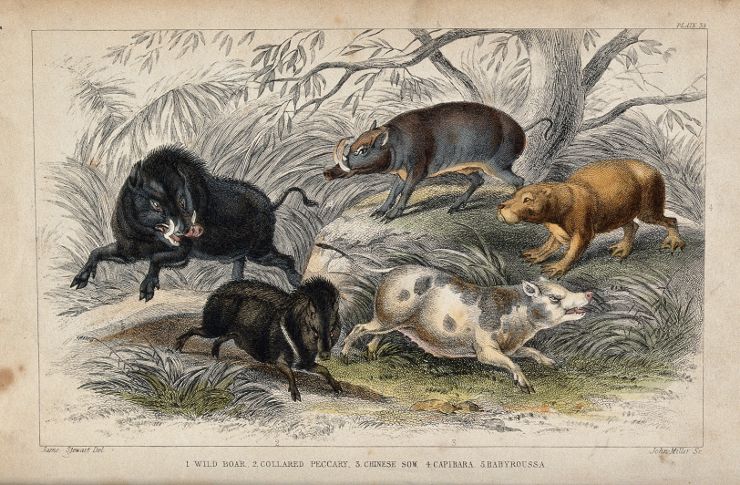 Разные виды диких и домашних свиней. Coloured etching by J. Miller after J. Stewart (1791-1863). Credit: Wellcome Library, London 11-compressor.jpg