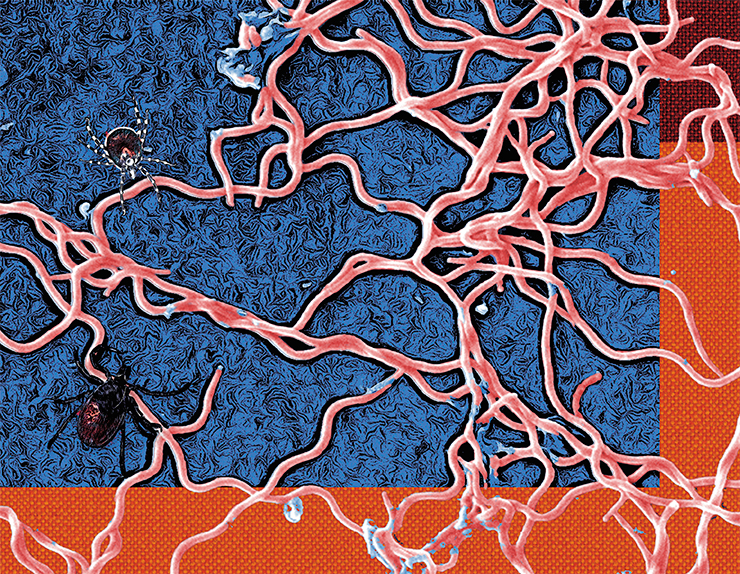 Род Borrelia относится к спирохетам, ближняя родственница боррелий – бледная трепонема, возбудитель сифилиса. По внешнему виду боррелия напоминает длинную и тонкую закрученную спираль. Клетки бактерии имеют длину около 15–25 и толщину 0,2–0,3 мкм. Public Domain / Janice Haney Carr Род Borrelia относится к спирохетам, ближняя родственница боррелий – бледная трепонема, возбудитель сифилиса. По внешнему виду боррелия напоминает длинную и тонкую закрученную спираль. Клетки бактерии имеют длину около 15–25 и толщину 0,2–0,3 мкм. Public Domain / Janice Haney Carr