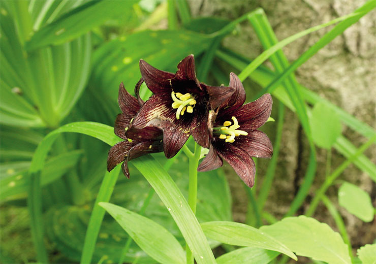 Рябчик камчатский (Fritillaria camtschatcensis) – многолетник из семейства лилейных. Фото автора 