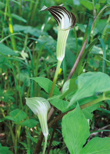 Триллиум камчатский (Trillium camtschatcense) – многолетник из семейства мелантиевых до 50 см высотой. Японцы считают его ягоды лекарственными. Целебными свойствами обладает и мощное корневище. Фото автора