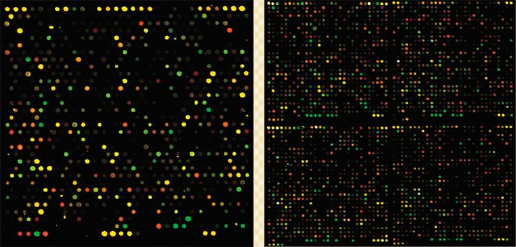 Left: one of the 48 units of the microarray with mouse oligonucleotides. Right: four of the 48 units of the microarray with human oligonucleotides