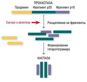 После поступления «приказа» на самоликвидацию неактивные ферменты прокаспазы в клетке расщепляются на фрагменты, из которых и формируется активный гетеротетрамерный фермент – каспаза, способная расщеплять структуры, жизненно важные для клетки
