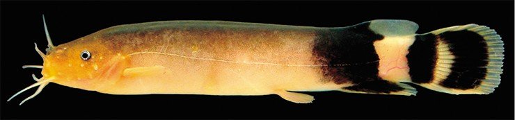 Malapterurus oguensis, один из нескольких близкородственных видов электрических сомов, обитающий в Африке. Фото М. Арнегарда