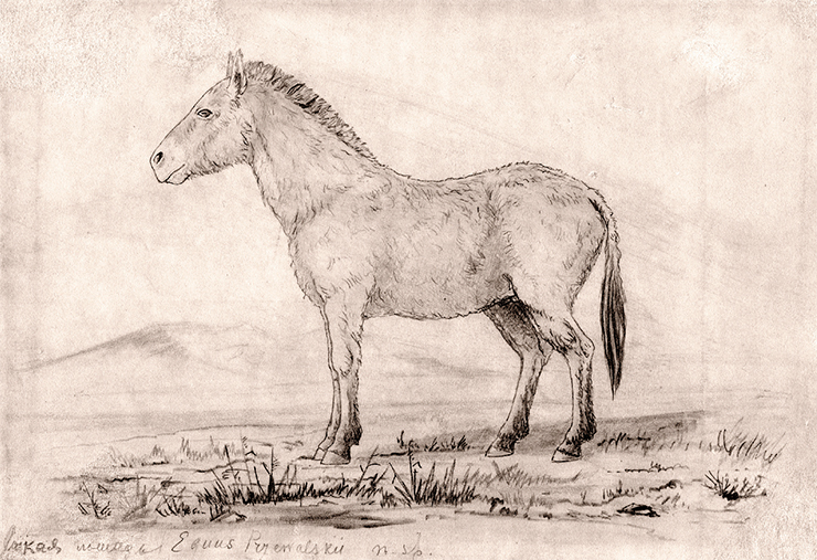 Przewalski’s horse. This new mammal species was discovered by Przhevalskii’s expedition in the Dzungarian desert. The wild horses can do without water for a long time, feeding on juicy plants growing on salt marshes. It is a rare species, and hunting them is extremely difficult. Przhevalskii managed to meet them only twice. 1879. Paper, pencil. Smolensk State Museum and Reserve