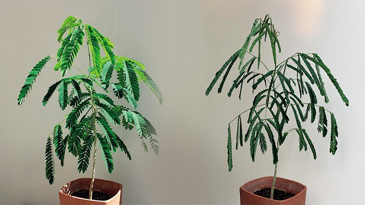 Акация шелковая (Albizia julibrissin). Слева – днем, справа – ночью. Повинуясь своим биологическим часам, ночью это растение сворачивает листья. Credit: https://commons.wikimedia.org Акация шелковая (Albizia julibrissin). Слева – днем, справа – ночью. Повинуясь своим биологическим часам, ночью это растение сворачивает листья. Credit: https://commons.wikimedia.org