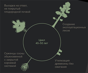 Схема работы углеродной фермы с использованием сосновых насаждений на отвалах. По: (Уфимцев, Куприянов, 2021)