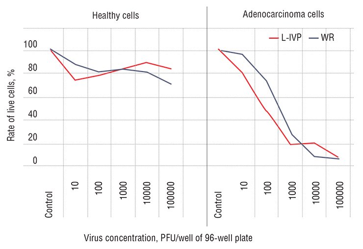 Cytotoxic effects of two vaccinia virus strains, L-IVP and WR *, have been studied at Vector State Research Center of Virology and Biotechnology (Koltsovo, Novosibirsk Oblast, Russia) in normal and cancer cell cultures of human breast epithelium. It has emerged that the virus efficiently kills cancer cells with virtually not affecting the healthy ones. *L-IVP is a variant of the vaccinia virus strain Lister, used in the Soviet Union for anti-smallpox vaccination of children in the 1950s–1970s and WR, a strain with a high natural oncolytic activity, obtained from the virus strain collection with the Ivanovsky Institute of Virology, Russian Academy of Medical Sciences (Moscow)