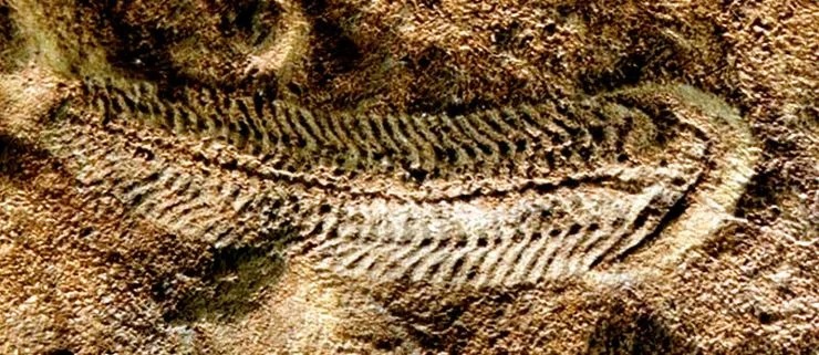 Spriggina floundersi из залежей Эдиакарской возвышенности (Австралия) Spriggina floundersi из залежей Эдиакарской возвышенности (Австралия)
