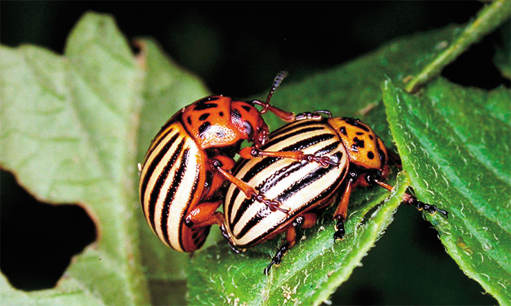 During the breeding season, a female Colorado potato beetle can lay up to 500–1000 eggs; in southern regions, this beetle can produce 2–3 generations per summer. © CC BY-NC 2.0/ Brad Smith During the breeding season, a female Colorado potato beetle can lay up to 500–1000 eggs; in southern regions, this beetle can produce 2–3 generations per summer. © CC BY-NC 2.0/ Brad Smith