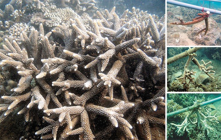 Фрагменты коралловых колоний Acropora formosa (1), размещенные на экспериментальной установке, успешно росли в течение года, образуя новые ответвления: 2 – в день пересадки; 3 – спустя 8 месяцев после пересадки; 4 – спустя 12 месяцев