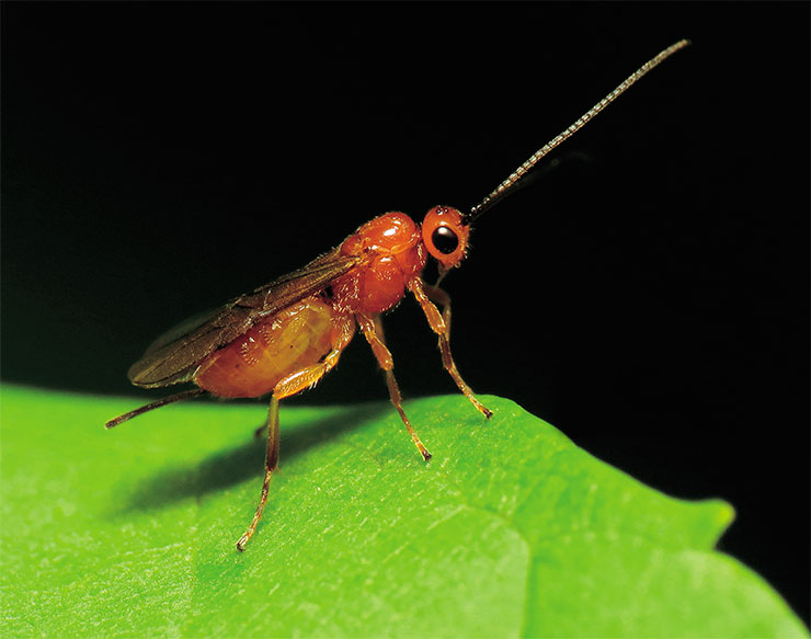 Оса-наездник из семейства Braconidae. © CC BY 2.0/ Katja Schulz Оса-наездник из семейства Braconidae. © CC BY 2.0/ Katja Schulz